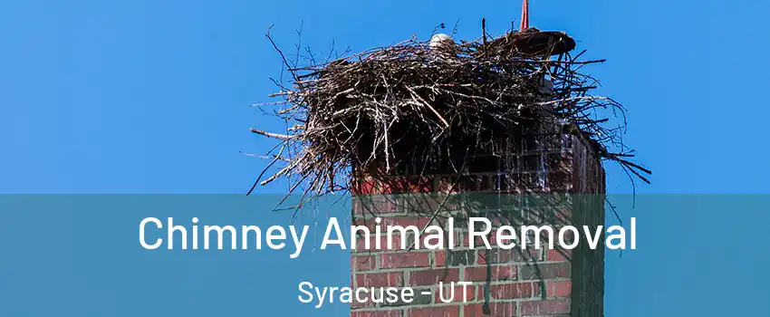 Chimney Animal Removal Syracuse - UT