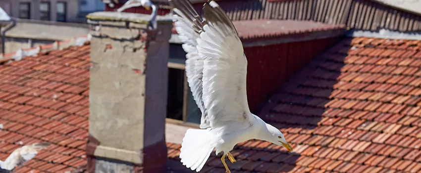 Residential Chimney Animal Removal Solution in Syracuse, UT