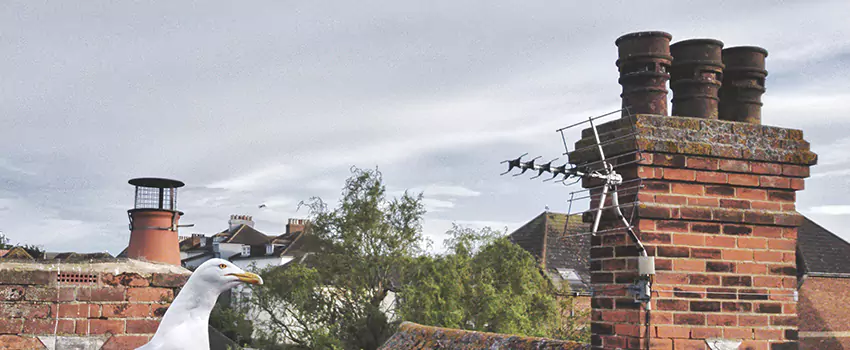Chimney Cleaning And Restoration in Syracuse, Utah